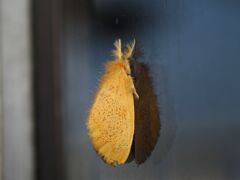 ゴマフリドクガ
