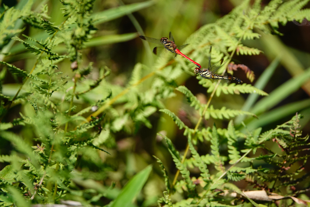 リスアカネ 連結打空産卵