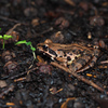 ヤマアカガエル