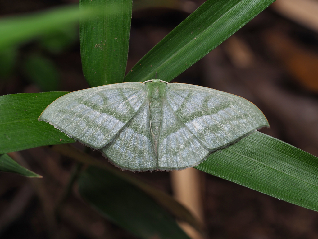 ヒメカギバアオシャク