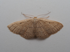 ナミスジチビヒメシャク