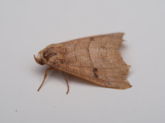 アカキリバ