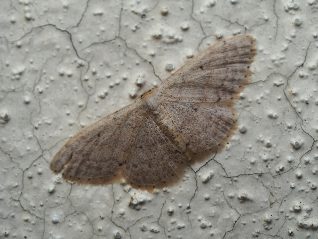 Idaea sp.