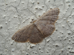 Idaea sp.