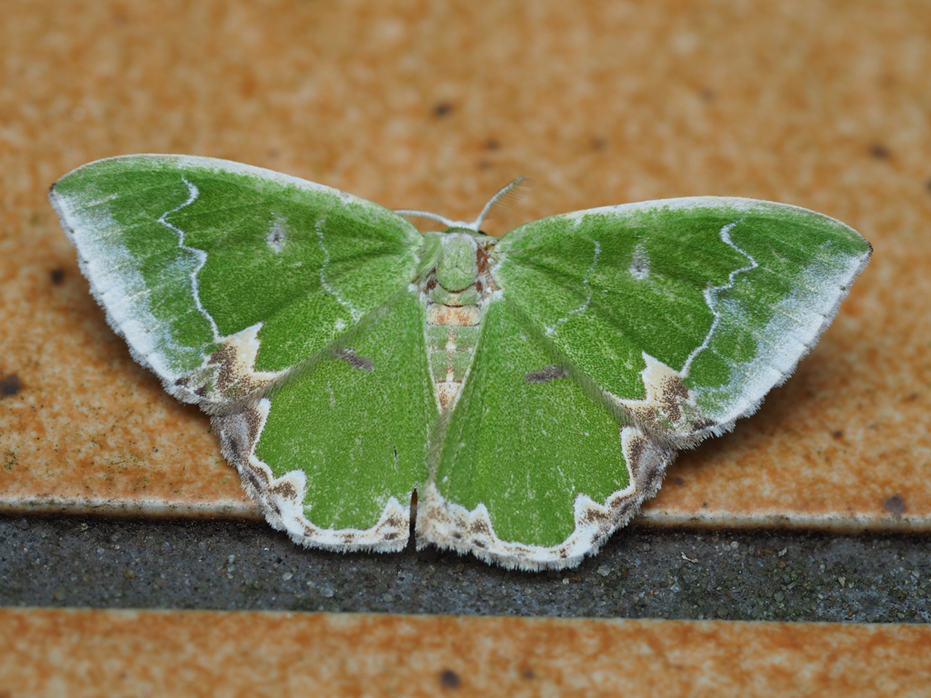 ギンスジアオシャク