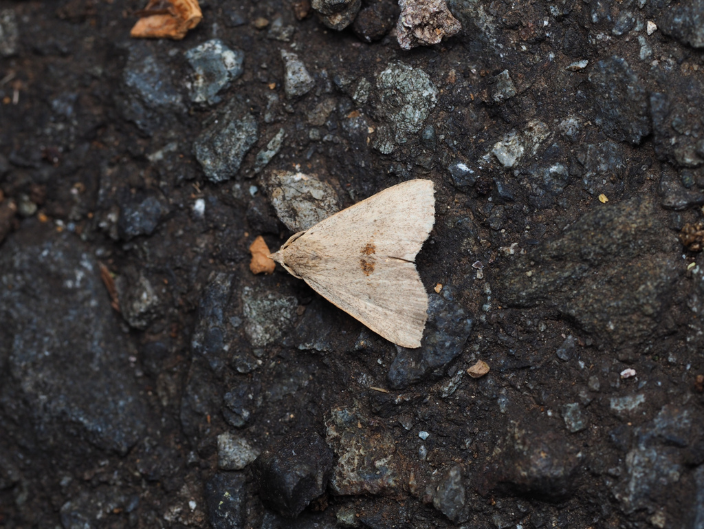 アトヘリヒトホシアツバ