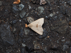 アトヘリヒトホシアツバ