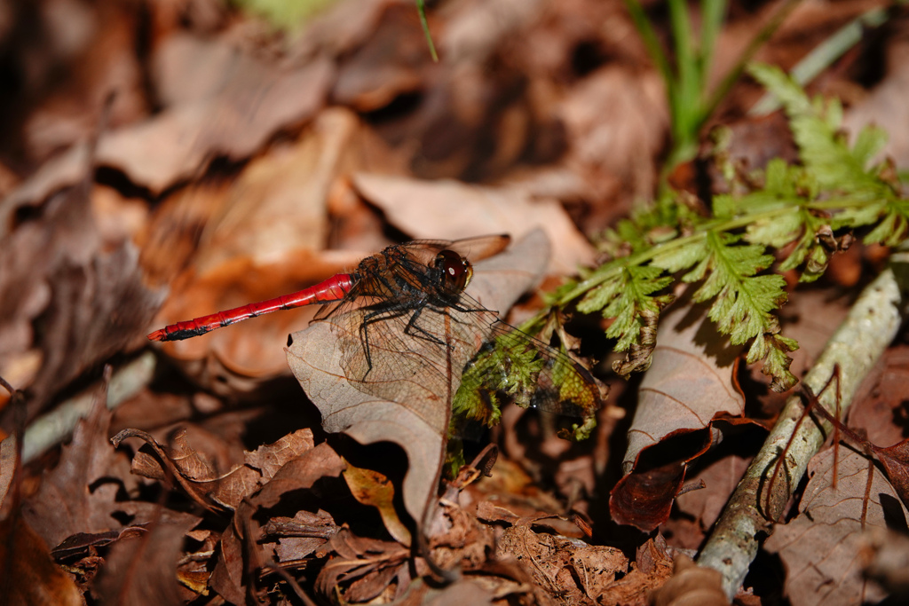 リスアカネ ♂