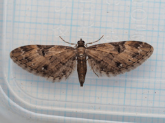 ソトカバナミシャク