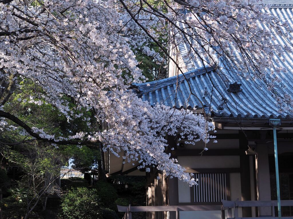 大本堂脇の桜