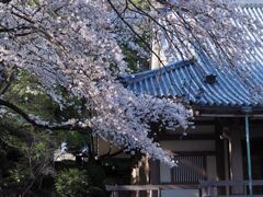 大本堂脇の桜