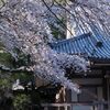 大本堂脇の桜