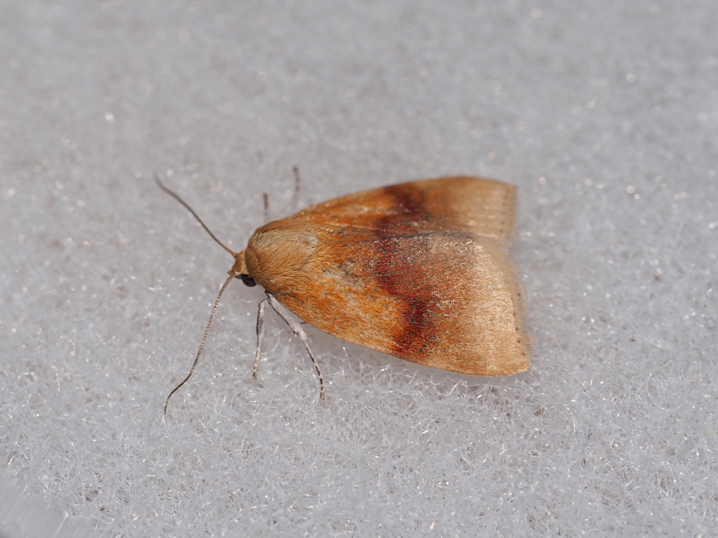 アカオビリンガ