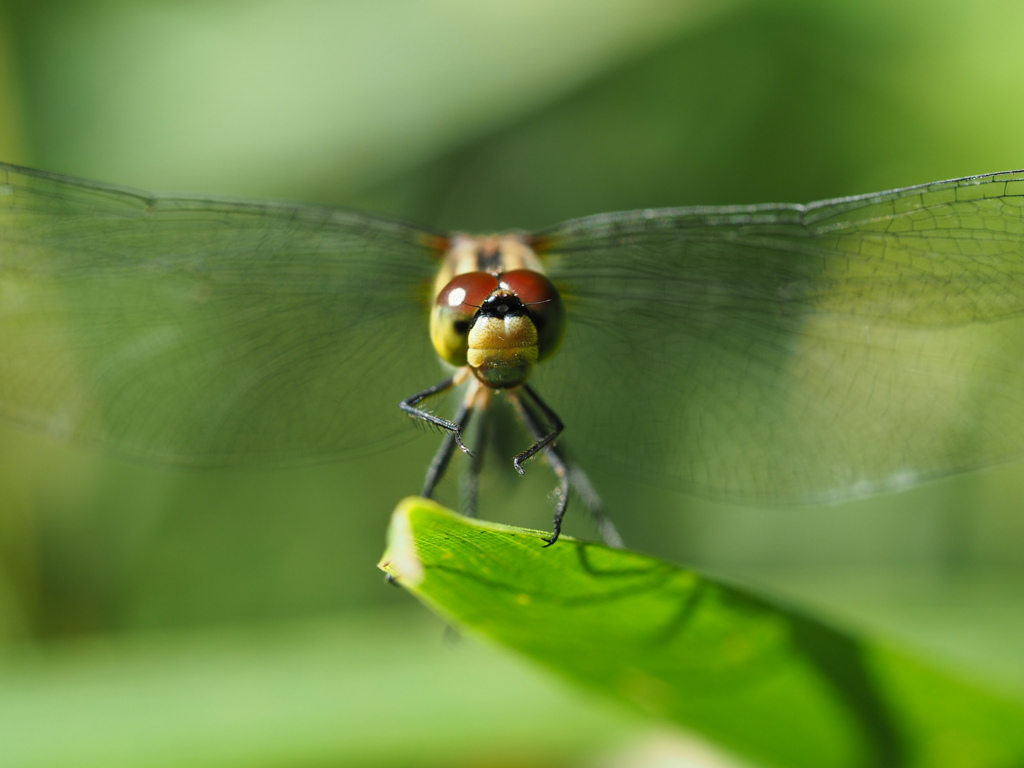 ヒメアカネ ♀