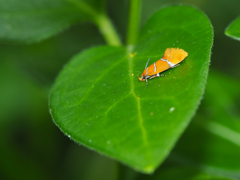 シロスジベニマルハキバガ