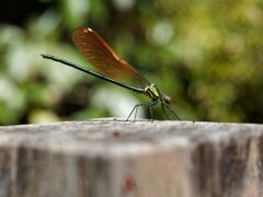 アサヒナカワトンボ(伊豆個体群) 橙色翅型♂