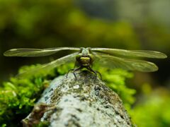 ヒメクロサナエ ♀羽化