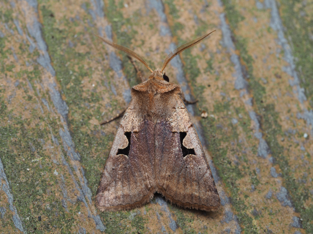 カギモンヤガ ♂