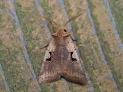 カギモンヤガ ♂