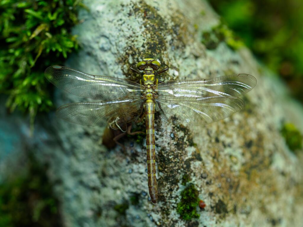 ヒメクロサナエ ♀羽化