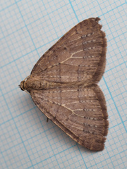 ギフウスキナミシャク