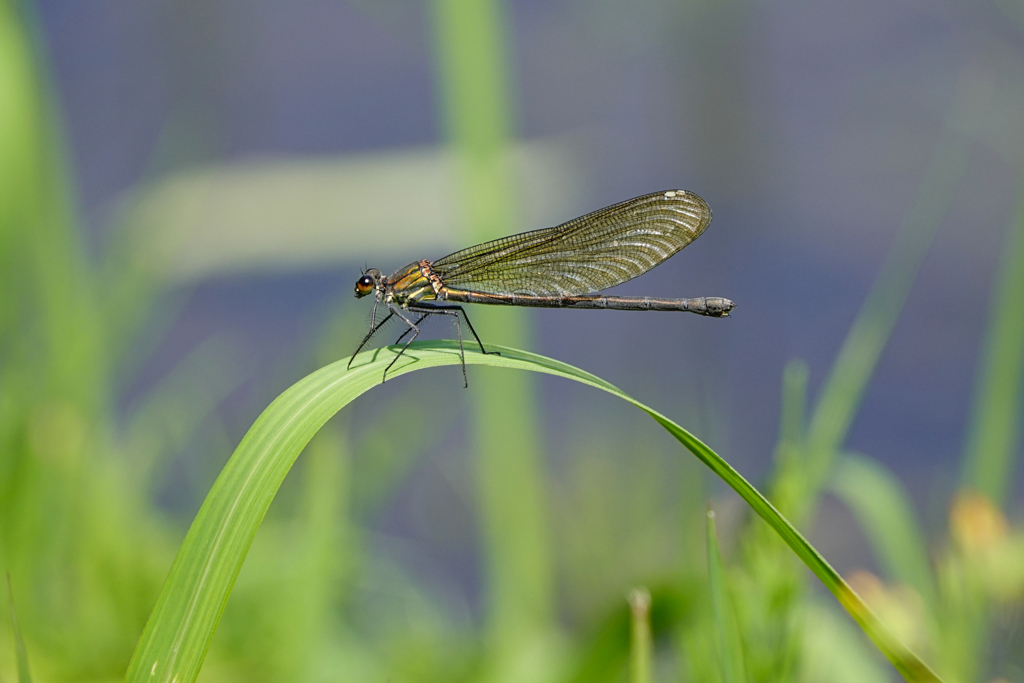 アサヒナカワトンボ♀