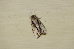 クビワシャチホコ