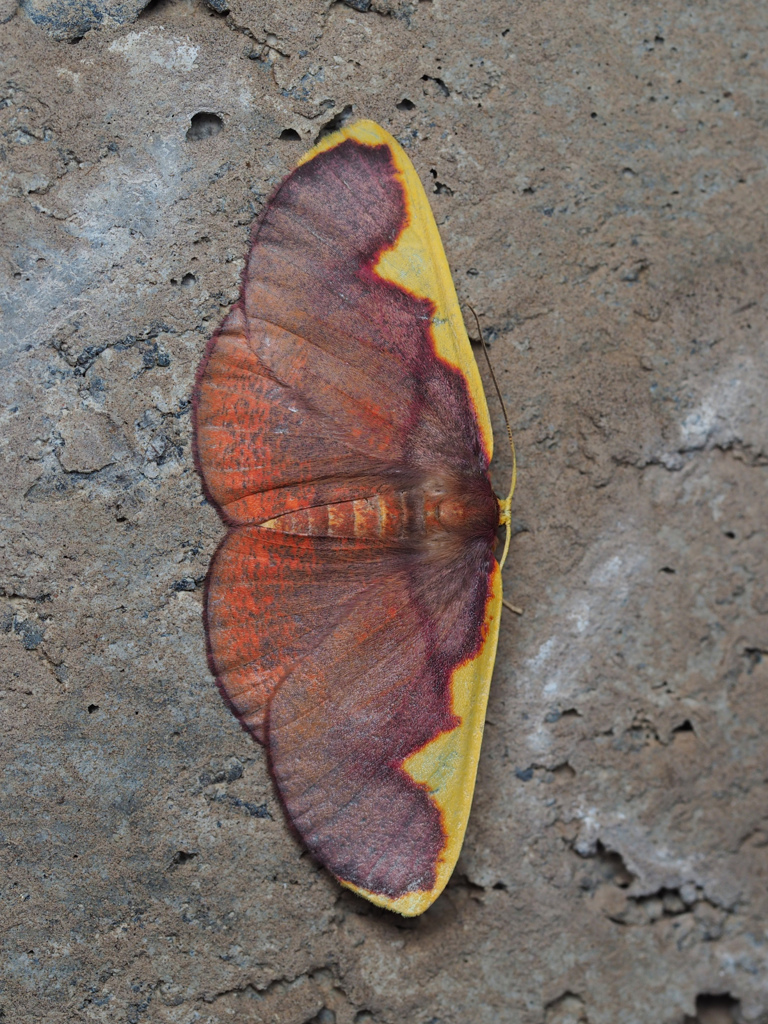 オオマエキトビエダシャク