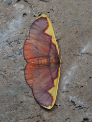 オオマエキトビエダシャク