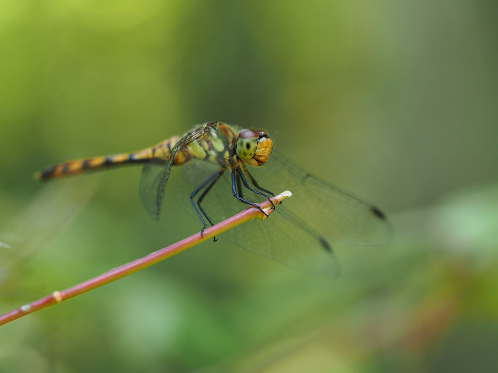 ナツアカネ ♀