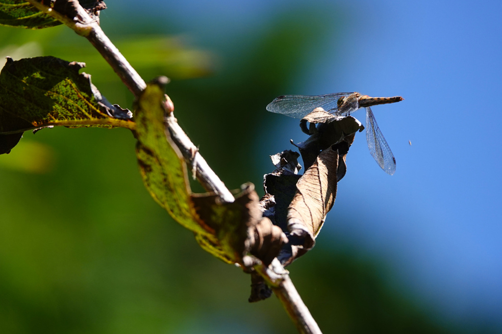 アキアカネ ♀排泄