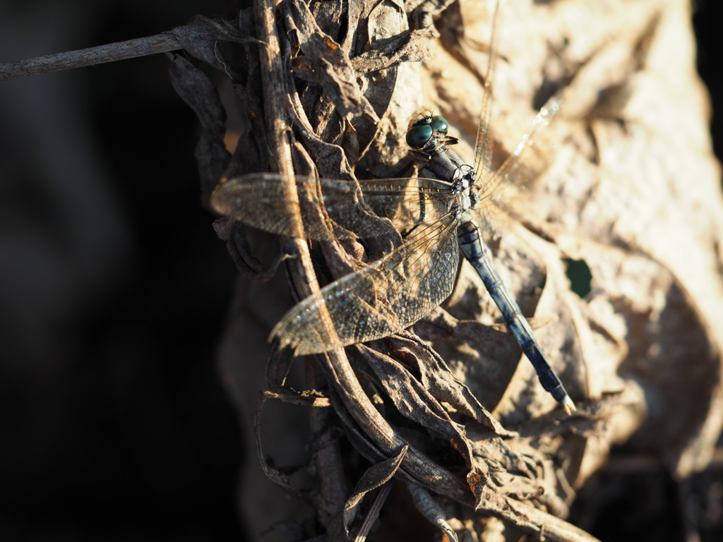 シオカラトンボ ♀