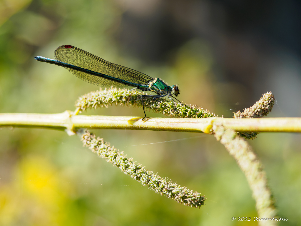 アサヒナカワトンボ ♂