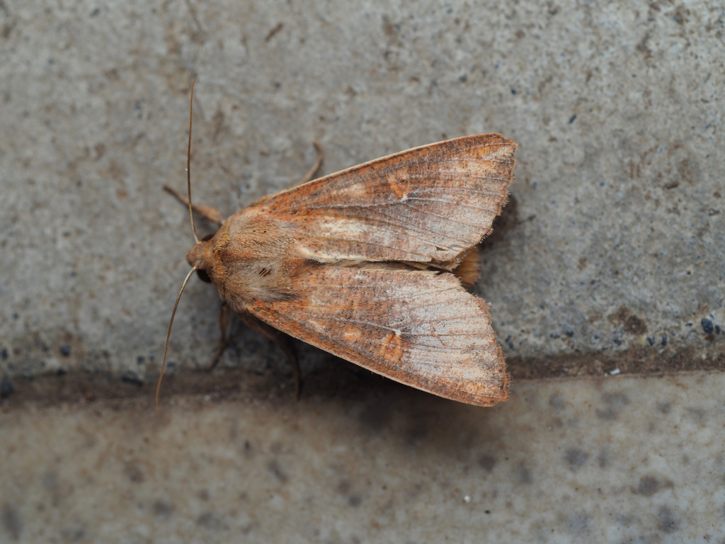 マエジロアカフキヨトウ