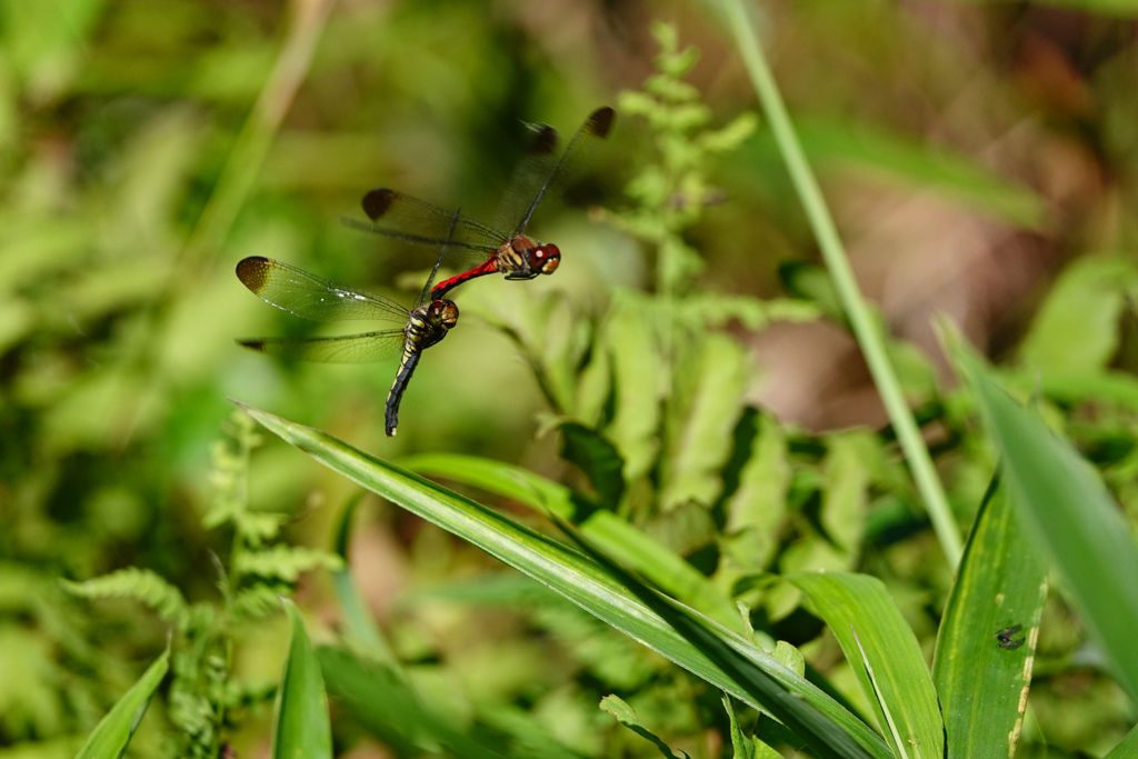 リスアカネ 連結打空産卵