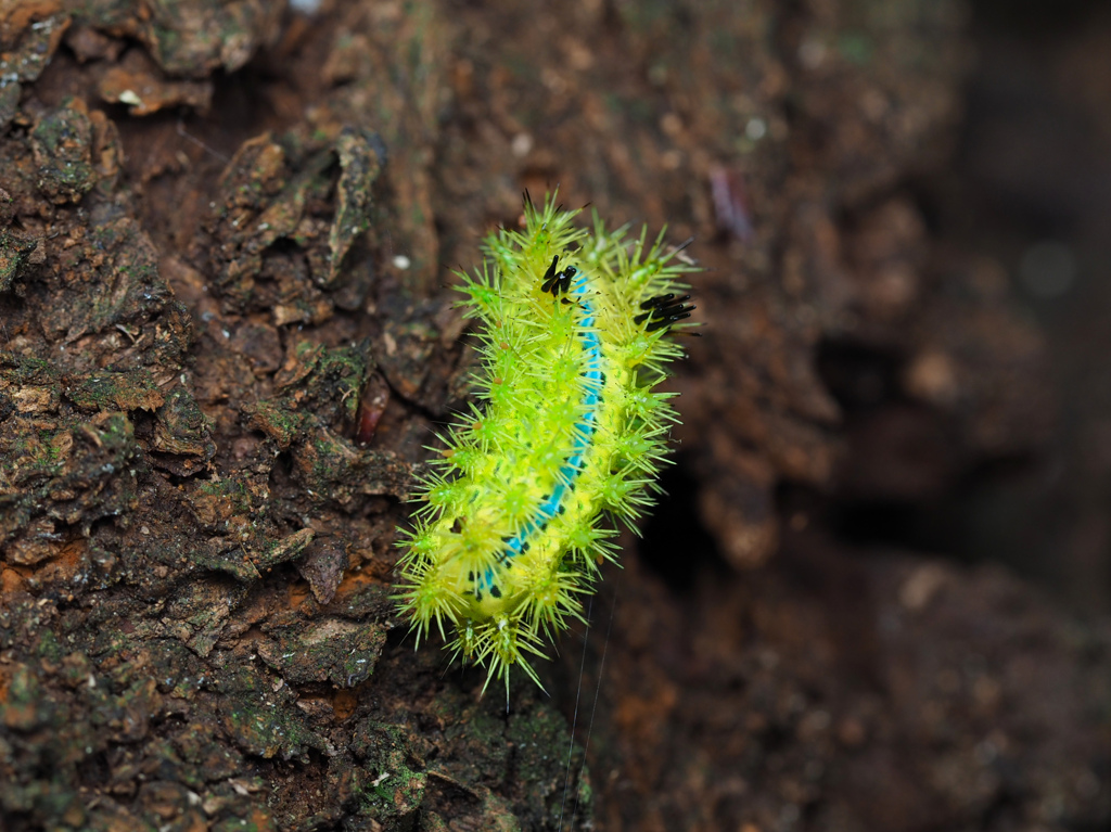 アオイラガ(幼虫)