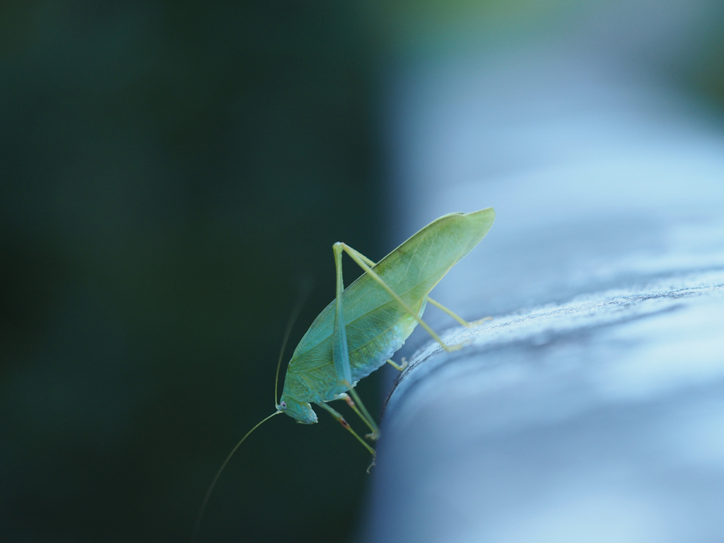 ヒメクダマキモドキ ♀