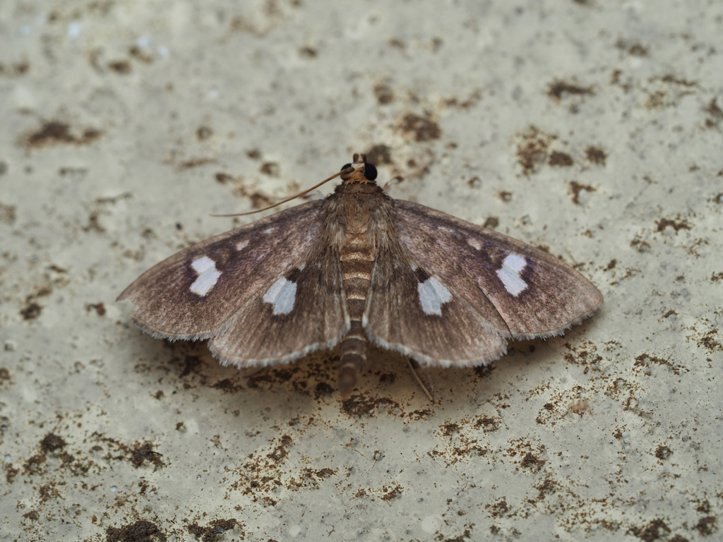 (コ)ヨツメノメイガ