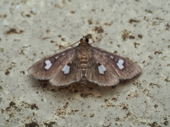 (コ)ヨツメノメイガ