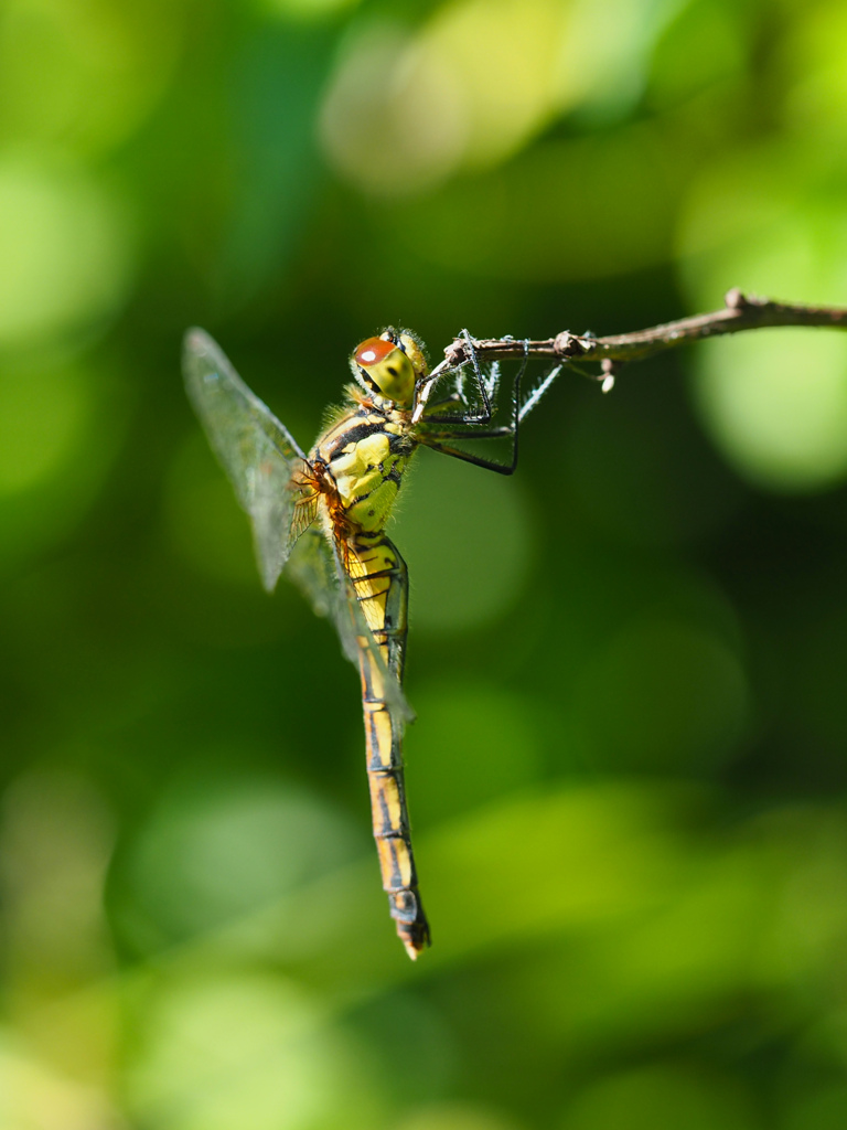 マユタテアカネ ♀