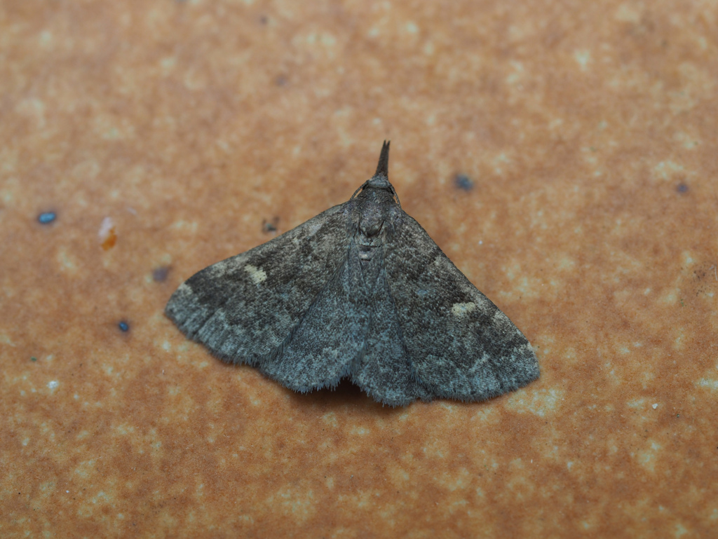 フタキボシアツバ