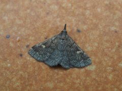 フタキボシアツバ