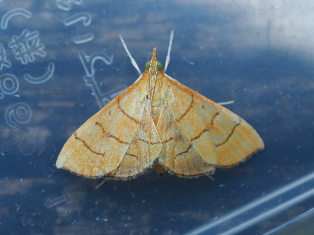 ヘリジロキンノメイガ