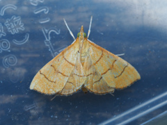 ヘリジロキンノメイガ