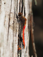 アキアカネ ♂