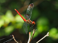 リスアカネ ♂