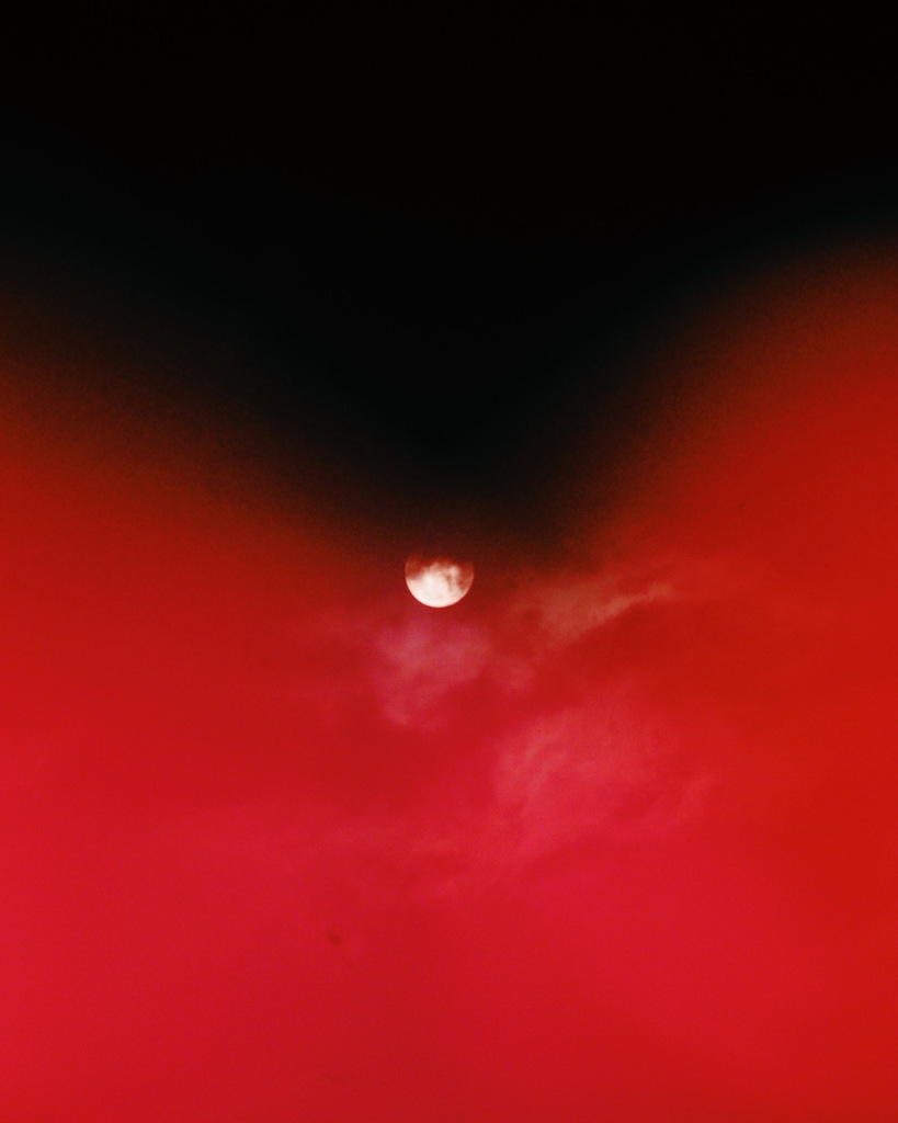 夜梅