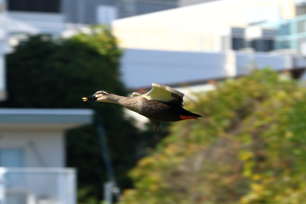 びゅーん。