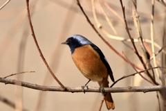 ジョウビタキ。