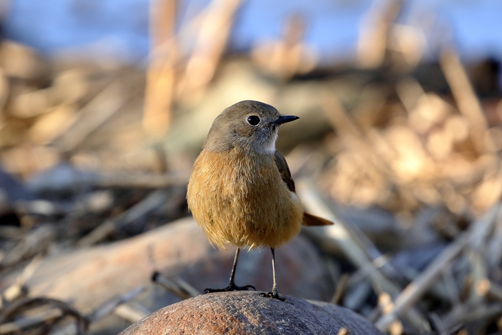 ジョビ子さん。